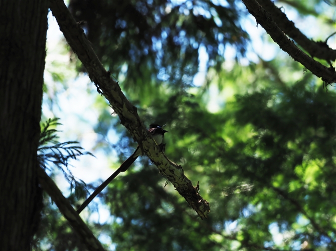 TRE`E,Japanese Paradise Flycatcher