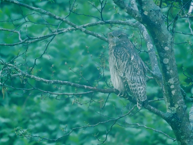 V}tNE,Blakiston's Fish Owl