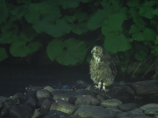 V}tNE,Blakiston's Fish Owl