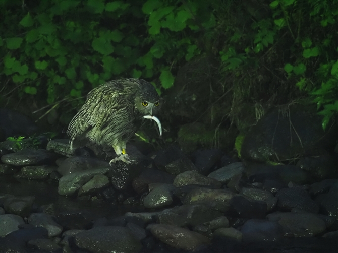 V}tNE,Blakiston's Fish Owl