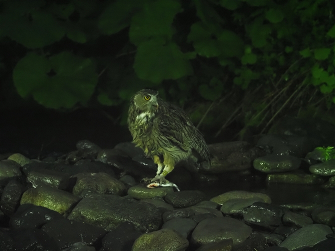 V}tNE,Blakiston's Fish Owl