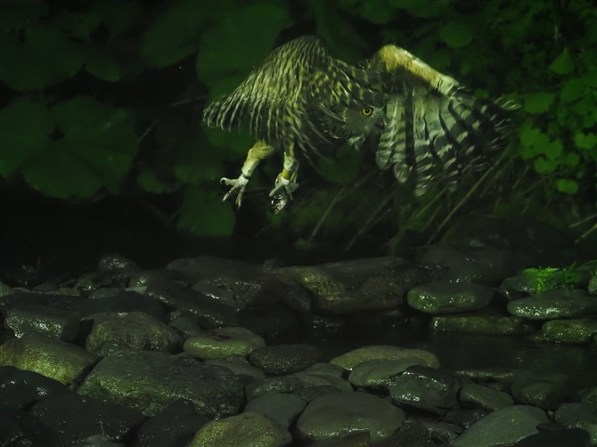 V}tNE,Blakiston's Fish Owl