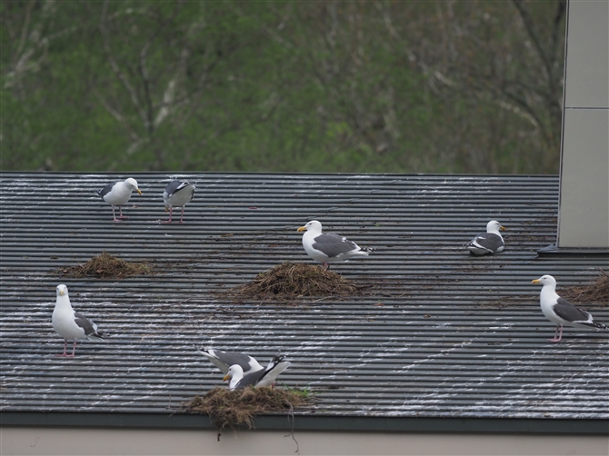 IIZOJ,Slaty-backed Gull