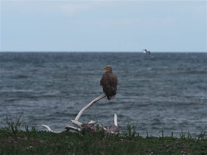 IWV,White-tailed Eagle