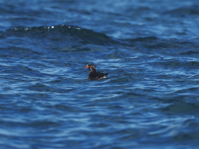 EgE,Rhinoceros Auklet