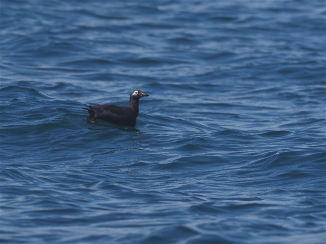 PC}t,Spectacled Guillemot