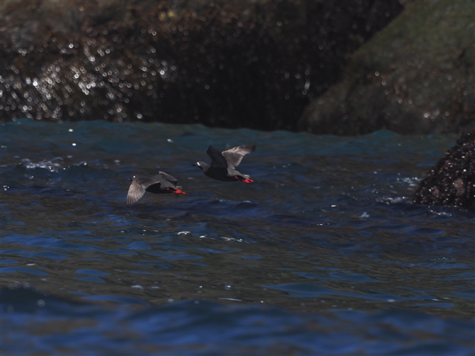 PC}t,Spectacled Guillemot