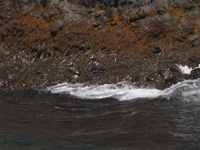 VmK,Harlequin Duck