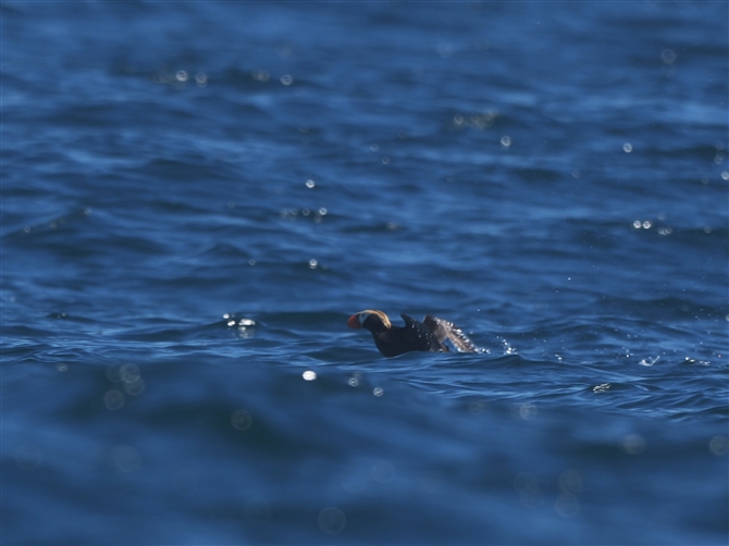 GgsJ,Tufted Puffin