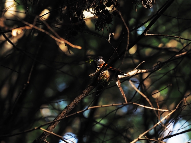 TRE`E,Japanese Pradise Flycatcher