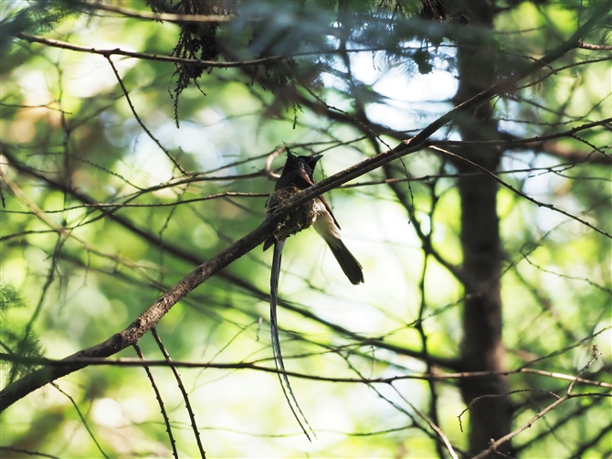 TRE`E,Japanese Pradise Flycatcher