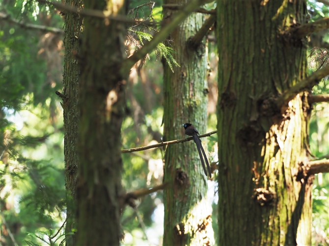 TRE`E,Japanese Pradise Flycatcher