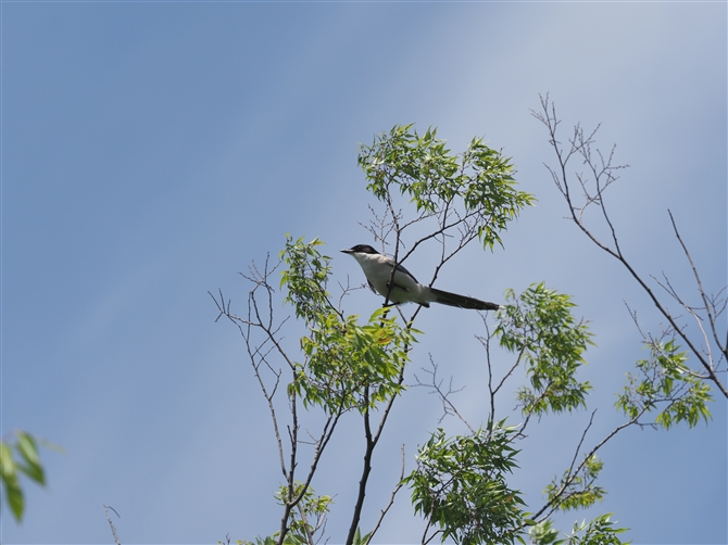 IiK,Azure-winged Magpie