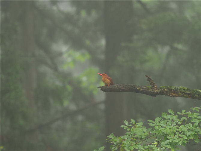 AJVEr,Ruddy Kingfisher