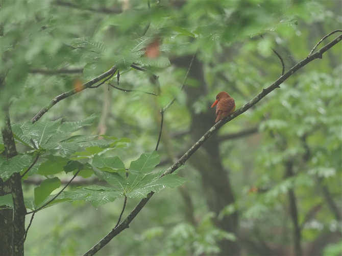 AJVEr,Ruddy Kingfisher