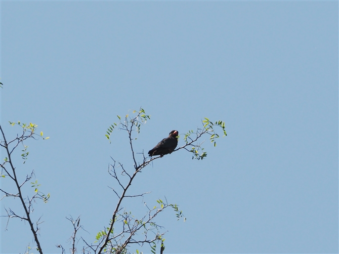 ub|E\E,Oriental Dollarbird