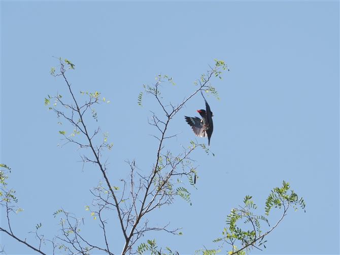 ub|E\E,Oriental Dollarbird