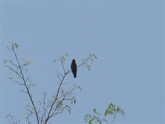 ub|E\E,Oriental Dollarbird