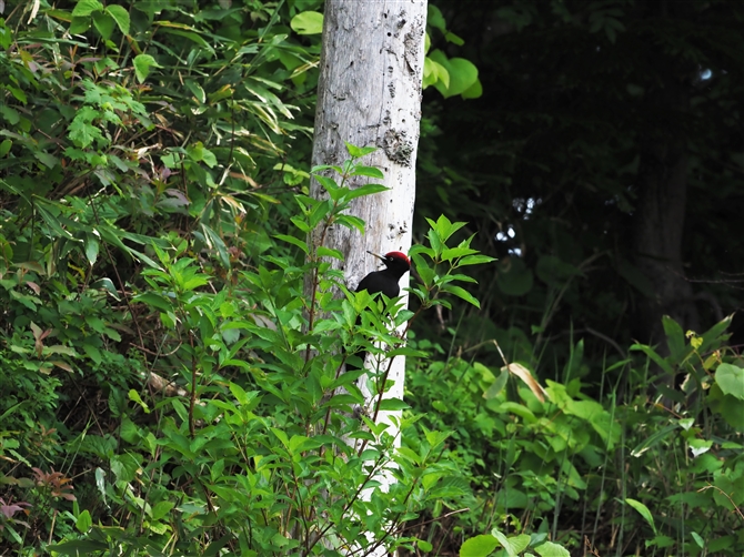 N}Q,Black Woodpecker