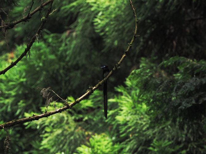 TRE`E,Japanese Pradise Flycatcher