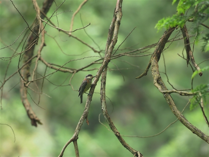 }K,Varied Tit