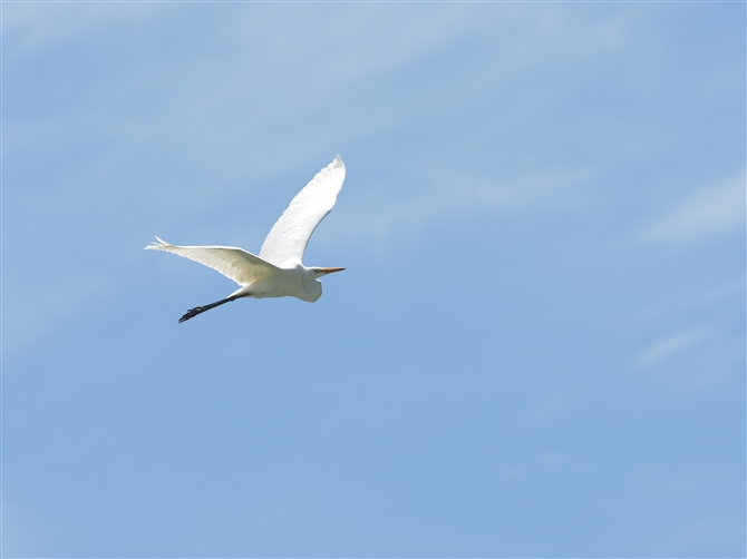 `E_CTM,Eastern Great Egret