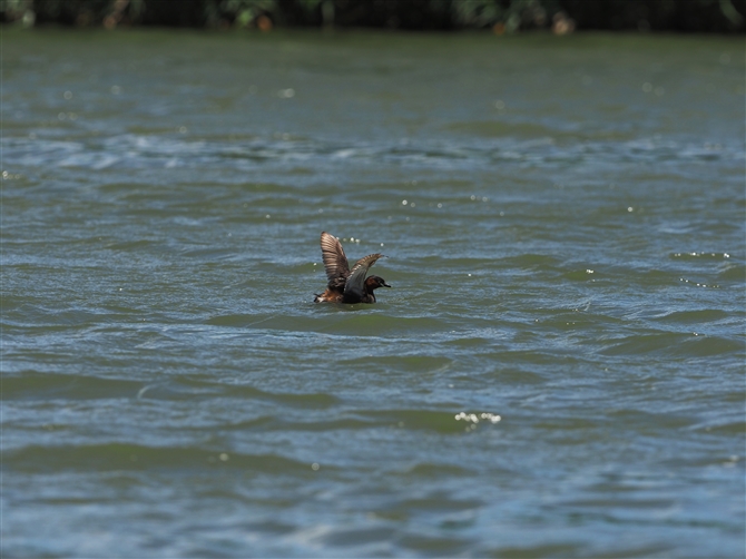 JCcu,Little Grebe