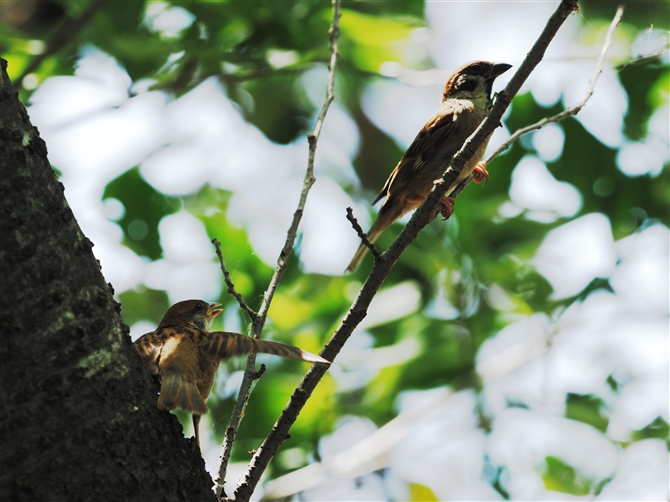 XY,Eurasian Tree Sparrow