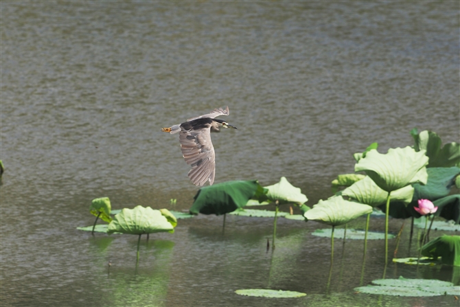 SCTM,Black-crowned Night Heron