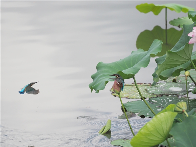 JZ~,Common Kingfisher