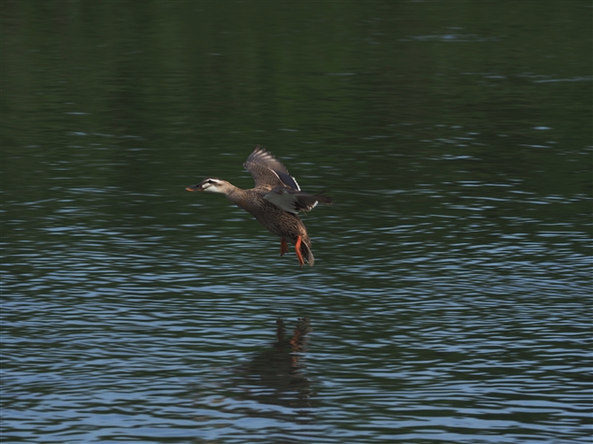 JK,Eastern Spot-biled Duck