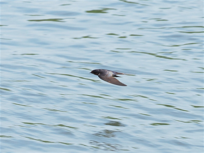 co,Barn Swallow