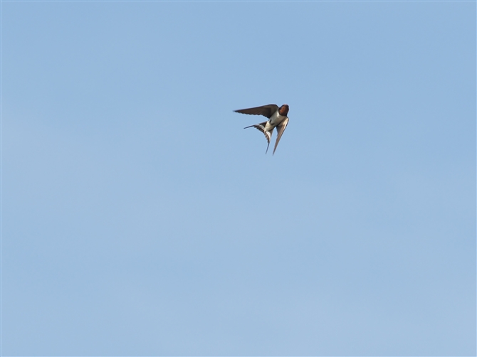 co,Barn Swallow