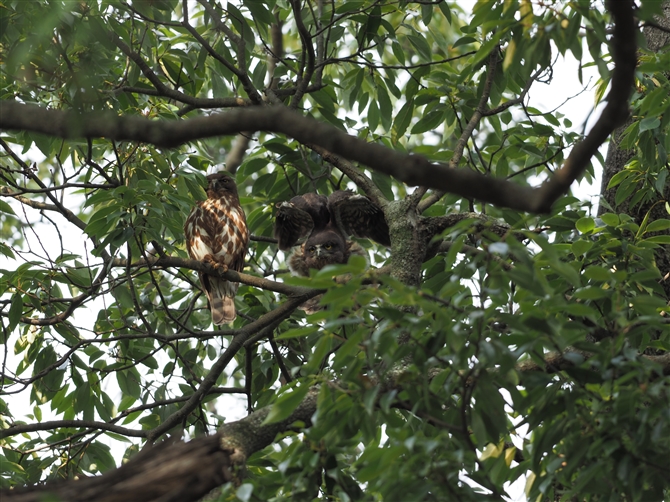 AIoYN,Brown Hawk-Owl