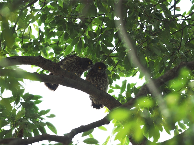 AIoYN,Brown Hawk-Owl