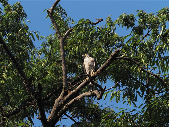 c~,Japanese Sparrowhawk