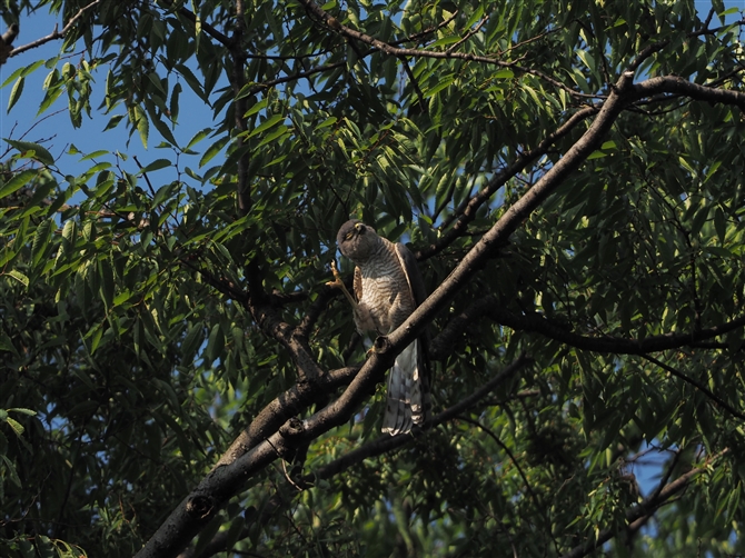 c~,Japanese Sparrowhawk