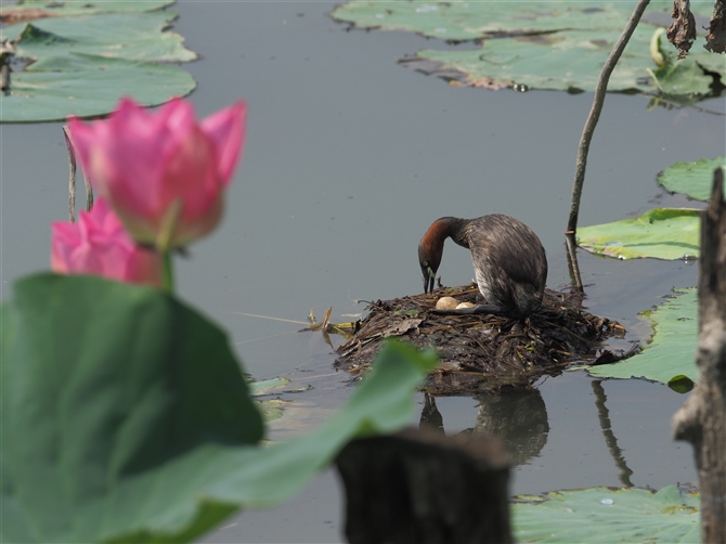 JCcu,Little Grebe