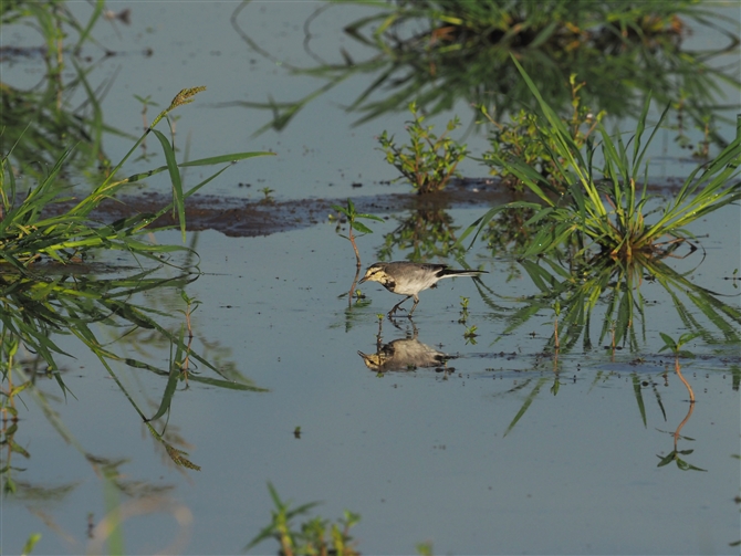 nNZLC,White Wagtail