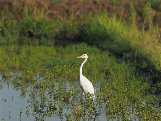 `ETM,Intermediate Egret