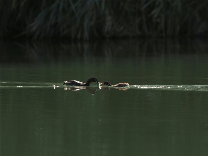 JCcu,Little Grebe