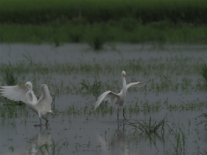 `ETM,Intermediate Egret