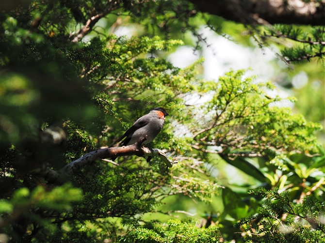 E\,Eurasian Bullfinch