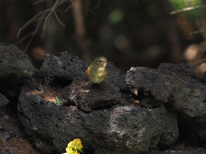 r^L,Red-flanked Bluetail