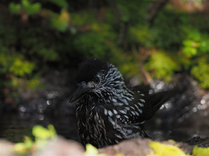 zVKX,Spotted Nutcracker