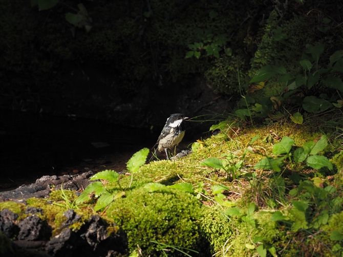 qK,Coal Tit