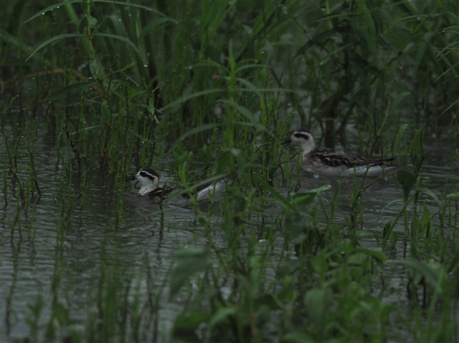 AJGqAVVM,Red-necked Phalarope