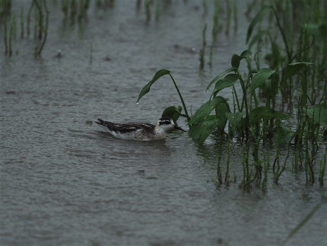 AJGqAVVM,Red-necked Phalarope