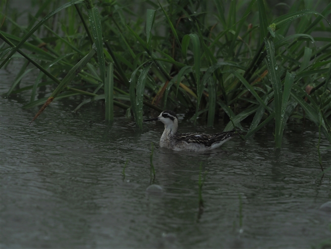 AJGqAVVM,Red-necked Phalarope