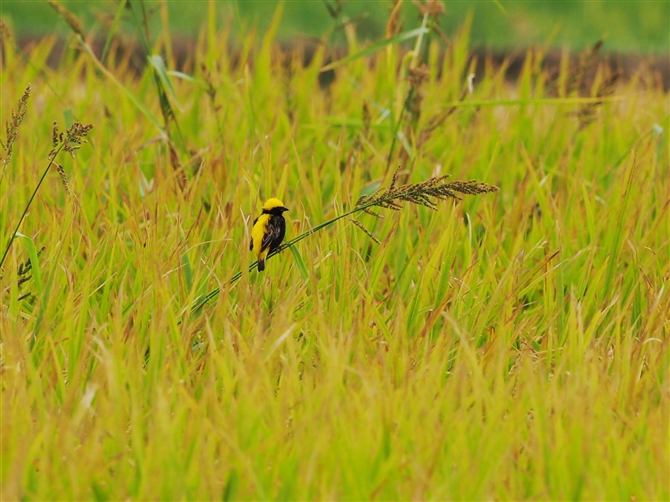 IES`E,Yellow-crowned bishop